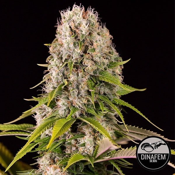 Diesel de Dinafem semillas feminizadas - Grow Barato