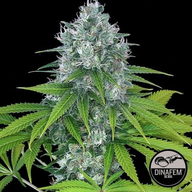 Power Kush de Dinafem semillas feminizadas - Grow Barato