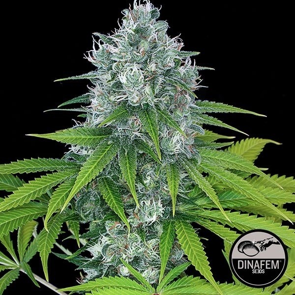 Poder Kush de Dinafem sementes feminizadas - Crescer Barato