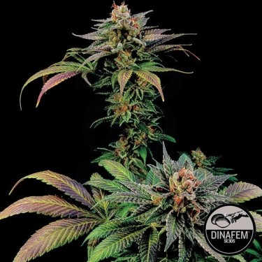 Blue Widow de Dinafem semillas feminizada - Grow Barato