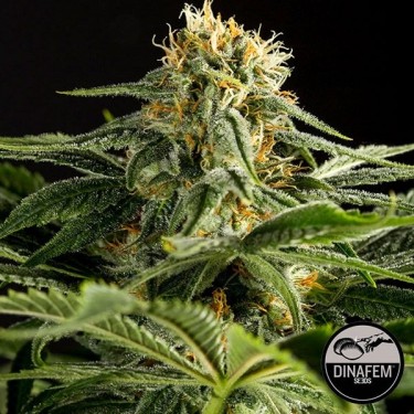 California Hash Plant de Dinafem feminizada - Grow Barato