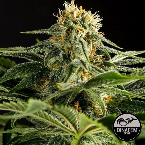 California Hash Plant di Dinafem femminizzata