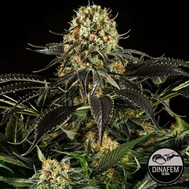 White Siberian de Dinafem feminizada - Grow Barato