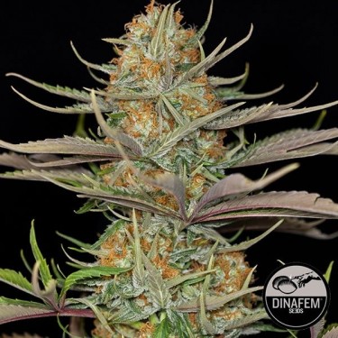 Sweet Deep Grapefruit de Dinafem feminizada - Grow Barato