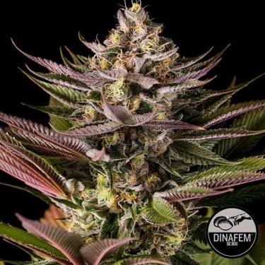 Blue Kush de Silent Seeds semillas feminizadas - Grow Barato