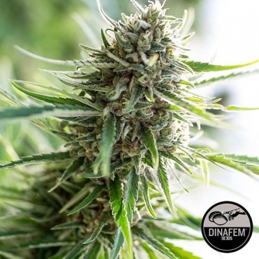 Critical Mass CBD de Dinafem feminizada - Grow Barato