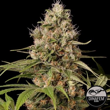 Shark Shock CBD de Silent Seeds feminizada - Grow Barato