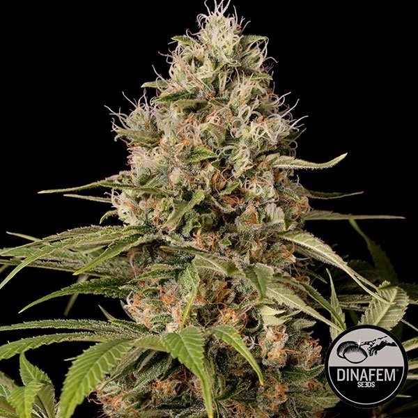 Shark Shock CBD de Silent Seeds feminizada - Grow Barato