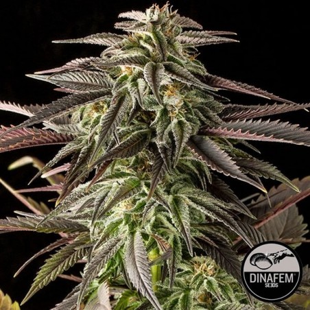Blue Cheese Blue Cheese
