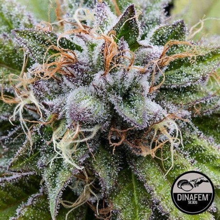 Bubba Kush Feminizada de Dinafem - Grow Barato Bubba Kush Feminizada de Dinafem - Grow Barato