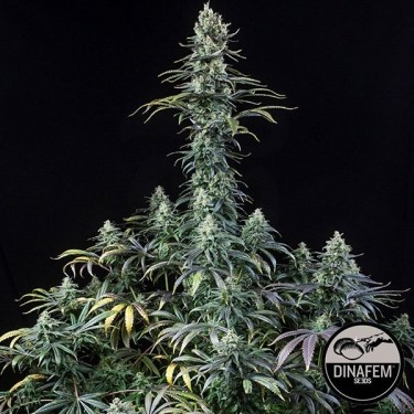 Early Amnesia CBD de Dinafem feminizada - Grow Barato