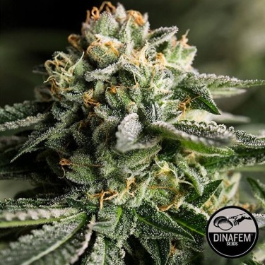 Remo Chemo feminizada de Dinafem semillas - Grow Barato