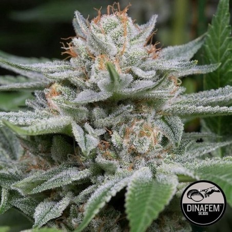 Gorilla variedad feminizada de Dinafem - Grow Barato Gorilla variedad feminizada de Dinafem - Grow Barato