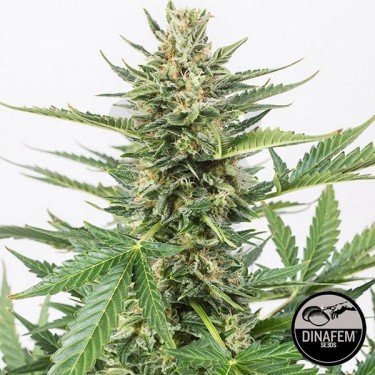 Cheese XXL Auto feminizada de Dinafem - Grow Barato