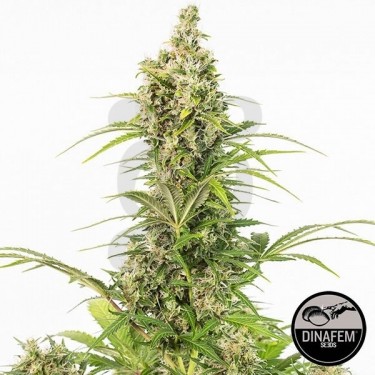 White Widow Autofloreciente de Dinafem - Grow Barato