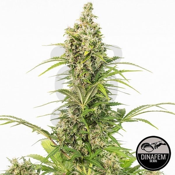 White Widow Autofiorente di Dinafem