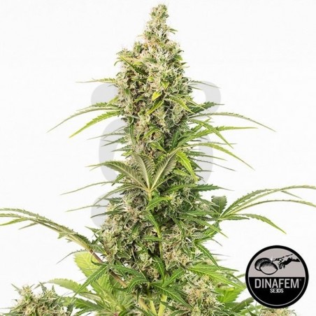 White Widow Autofloreciente de Dinafem - Grow Barato