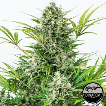 Critical Cheese auto fem. de Dinafem - Grow Barato