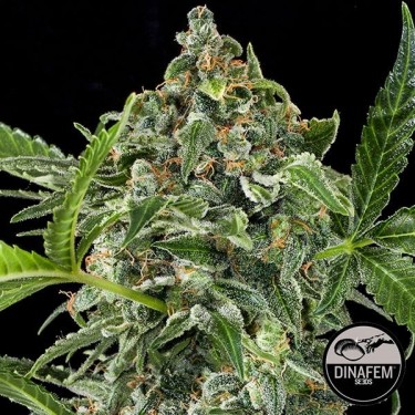 White Cheese Auto feminizada Dinafem - Grow Barato