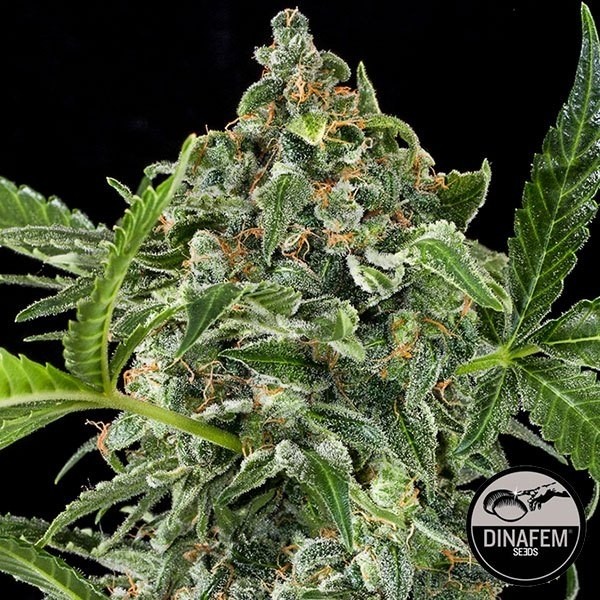 White Cheese Auto feminizada Dinafem - Grow Barato