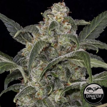 Haze 2.0 Autoflorecientes de Dinafem - Grow Barato