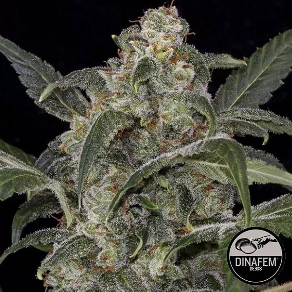 Haze 2.0 Autoflorecientes de Dinafem - Grow Barato