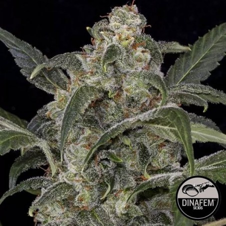 Haze 2.0 Dinafem Autoflowering - Crescer Barato Haze 2.0 Dinafem Autoflowering - Crescer Barato