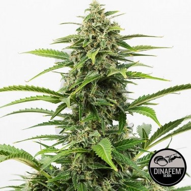 Critical+ Autoflowering planta