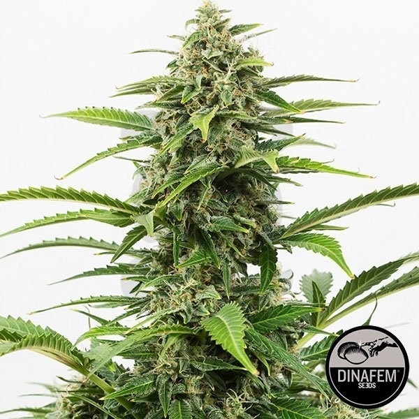 Critical+ Autoflowering planta