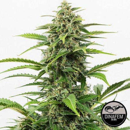 Critical+ Autoflowering planta Critical+ Autoflowering planta