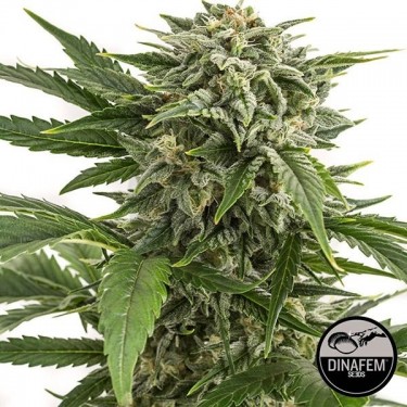 Bubba Kush Auto feminizada de Dinafem - Grow Barato