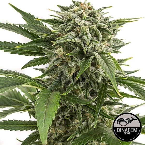 Plante de marijuana