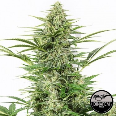 Dinamex Auto 100% feminizada Silent Seeds - Grow Barato