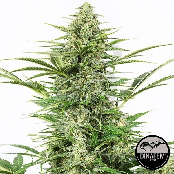 Dinamex Auto 100% feminizada Silent Seeds - Grow Barato