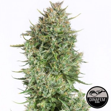 Blue Kush Auto feminizada de Dinafem - Grow Barato