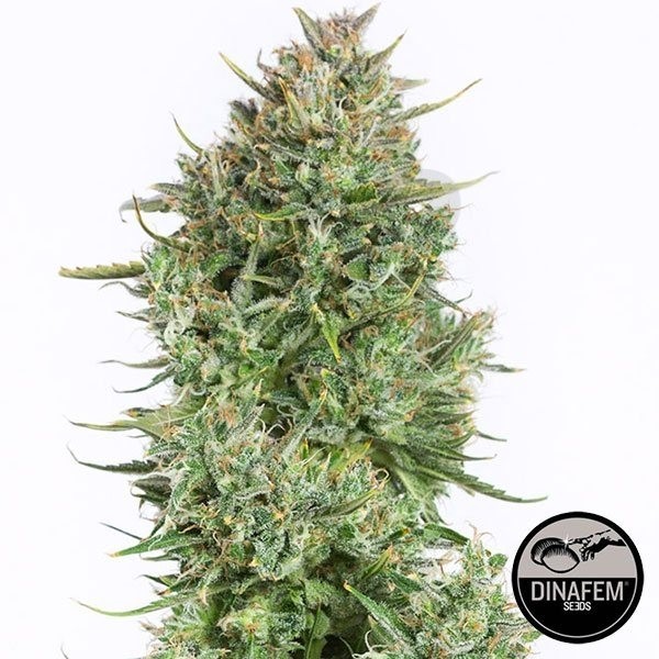 Blue Kush Auto feminizada de Dinafem - Grow Barato