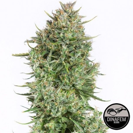 Blue Kush Auto feminizada de Dinafem - Grow Barato Blue Kush Auto feminizada de Dinafem - Grow Barato