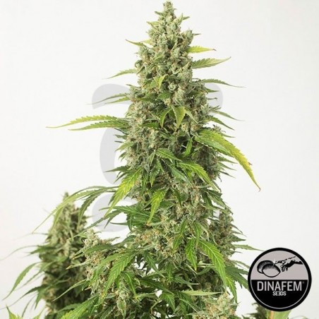 Haze XXL Autofloreciente de Dinafem - Grow Barato Haze XXL Autofloreciente de Dinafem - Grow Barato