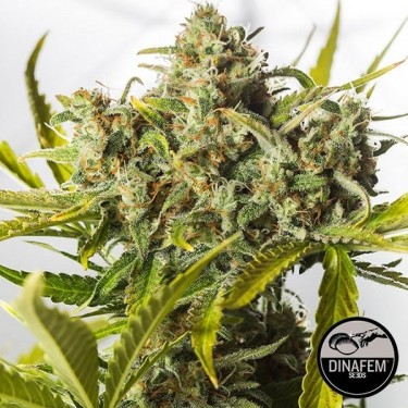 Blue Critical Autofloreciente Dinafem - Grow Barato