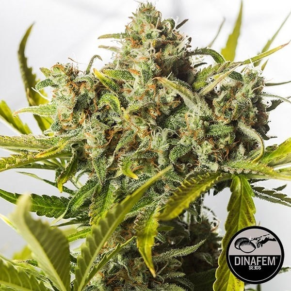Blue Critical Autofloreciente Dinafem - Grow Barato
