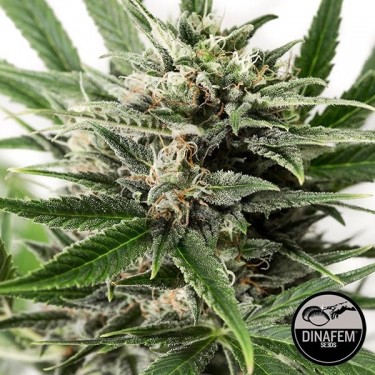 Blue Amnesia XXL Auto fem. de Dinafem - Grow Barato