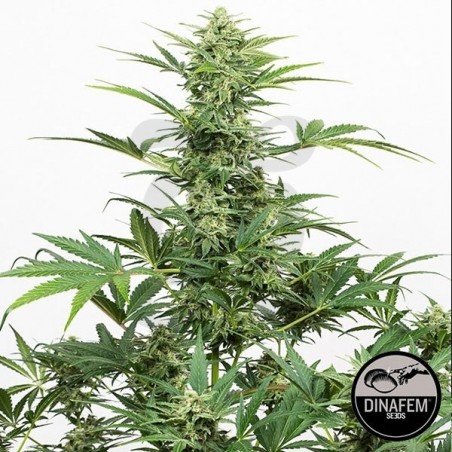 Industrial Plant Autoflowering CBD Industrial Plant Autoflowering CBD