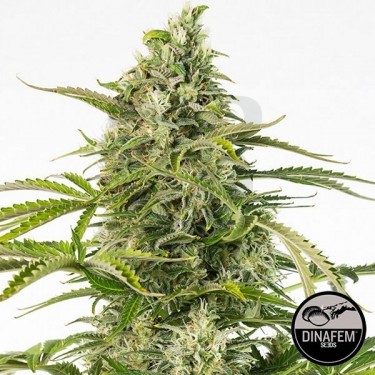 Cheese Autoflowering CBD de Dinafem - Grow Barato