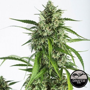 White Widow Autoflowering CBD de Dinafem Auto - Grow Barato