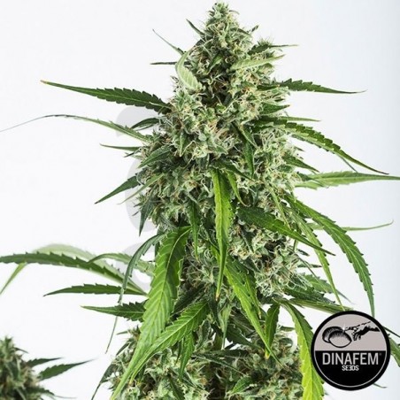 White Widow Autoflowering CBD de Dinafem Auto - Grow Barato White Widow Autoflowering CBD de Dinafem Auto - Grow Barato