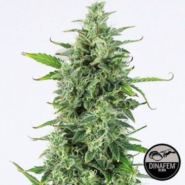 OG Kush Autoflowering CBD de Dinafem auto - Grow Barato