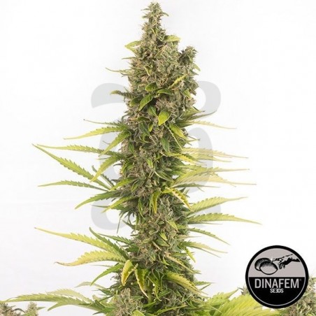 Amnesia Autoflowering CBD de Dinafem Auto - Grow Barato Amnesia Autoflowering CBD de Dinafem Auto - Grow Barato