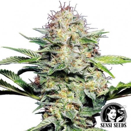Sensi Skunk Auto de Sensi Seeds automática - Grow Barato Sensi Skunk Auto de Sensi Seeds automática - Grow Barato