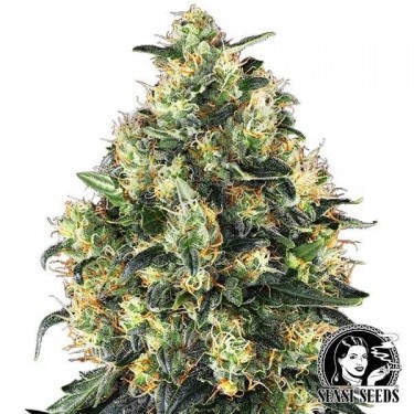 Super Skunk Auto Sensi Seeds feminizada - Grow Barato