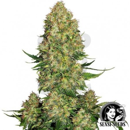 Skunk 1 Auto de Sensi Seeds automática - Grow Barato Skunk 1 Auto de Sensi Seeds automática - Grow Barato